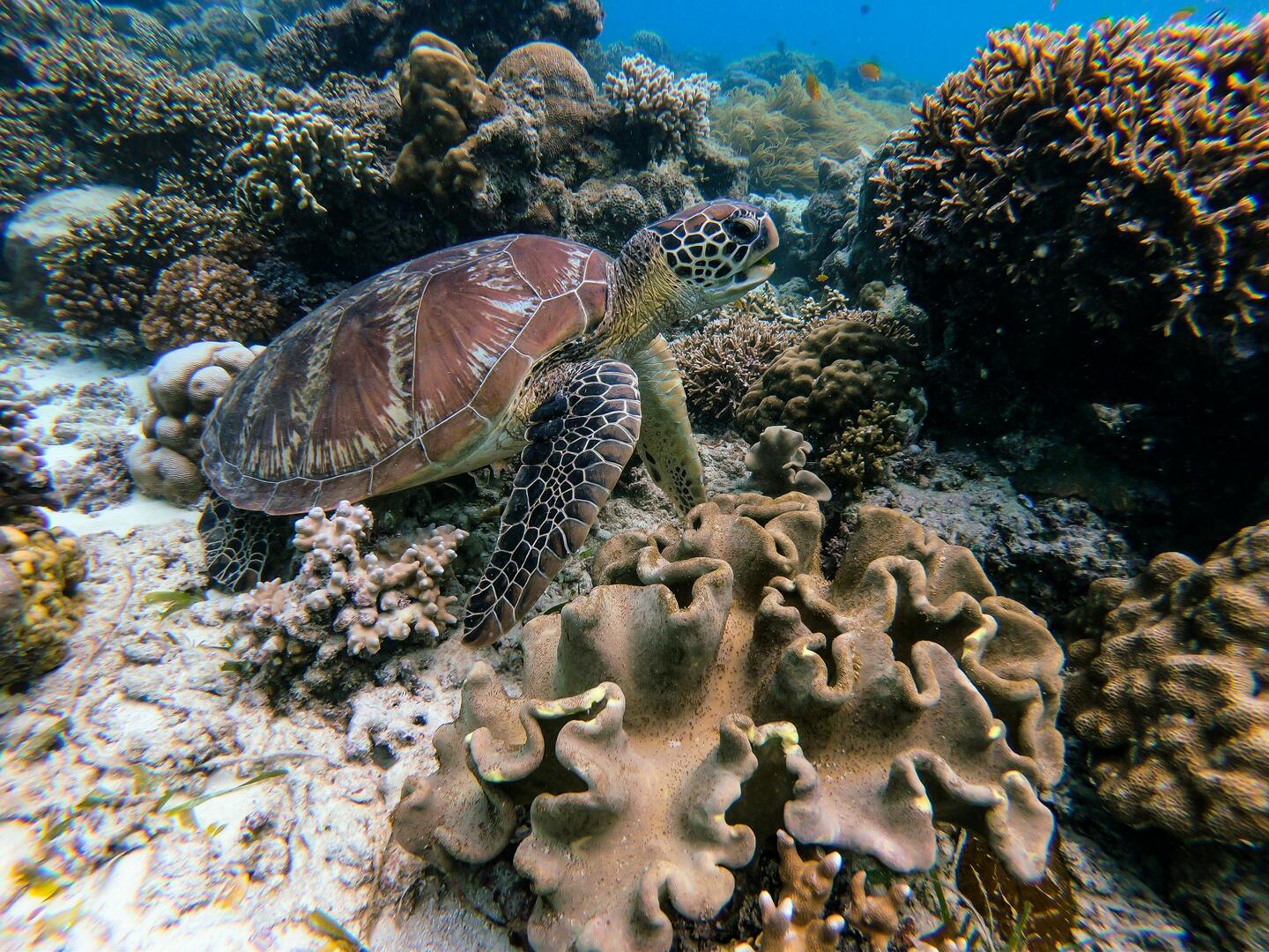 Oahu Waikiki Turtle Snorkeling Adventure Cruise